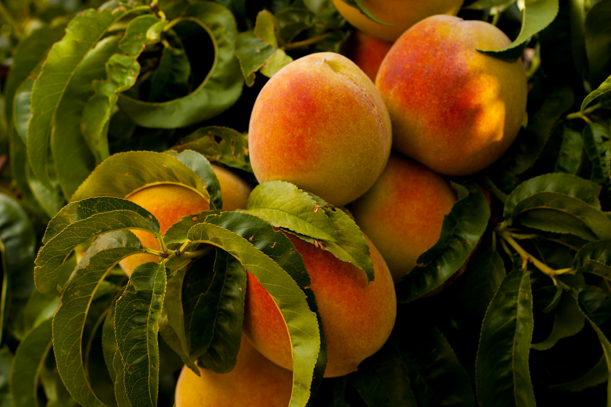 Why Farmers in the Okanagan Are Carrying More Stress Than Ever