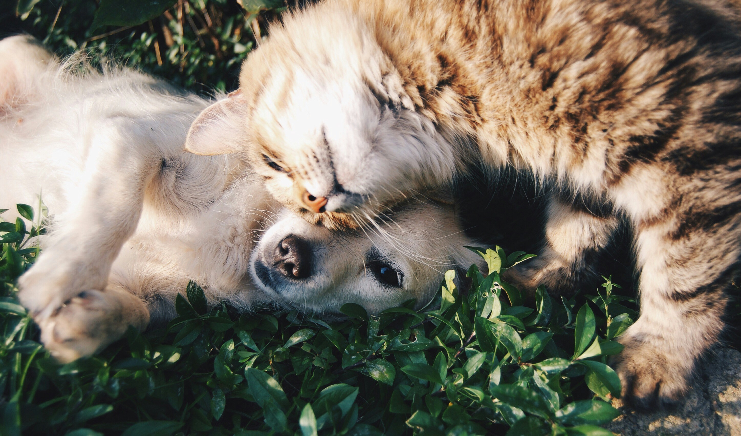 How Pets Can Support Your Mental Health