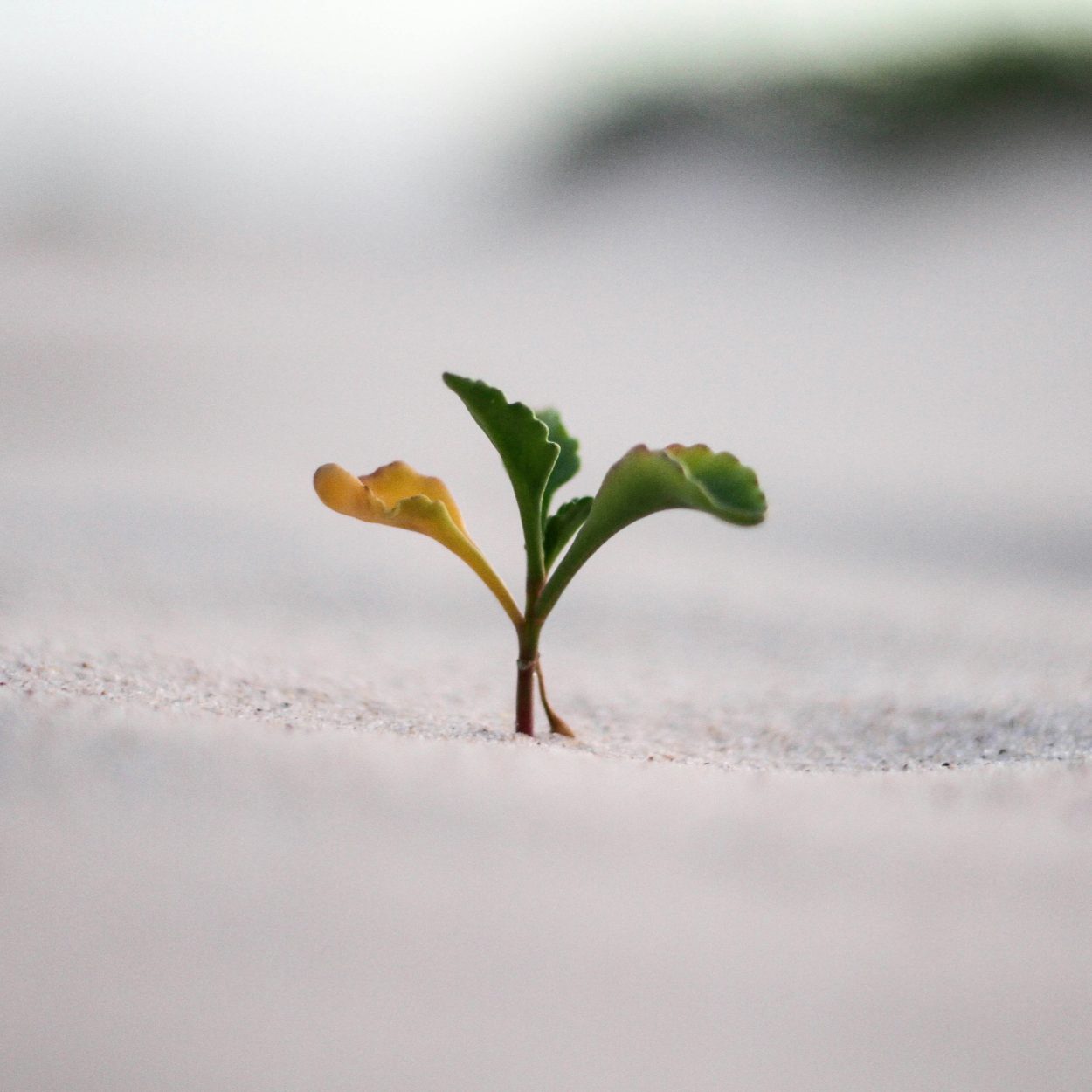 Self-Compassion and Personal Growth: Learning to Grow Without Being Hard on Yourself
