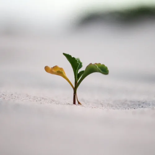 Self-Compassion & Personal Growth